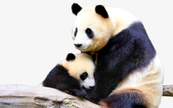猫狗相依偎动物可爱国宝熊猫母子相依偎高清图片