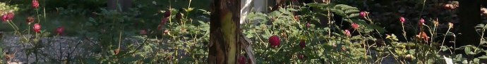 绿色装饰芭蕉树叶png免抠素材_新图网 https://ixintu.com 叶子素材 椰子树 热带植物 芭蕉叶 芭蕉树叶
