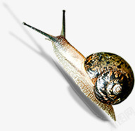 蜗牛昆虫手绘自然素材