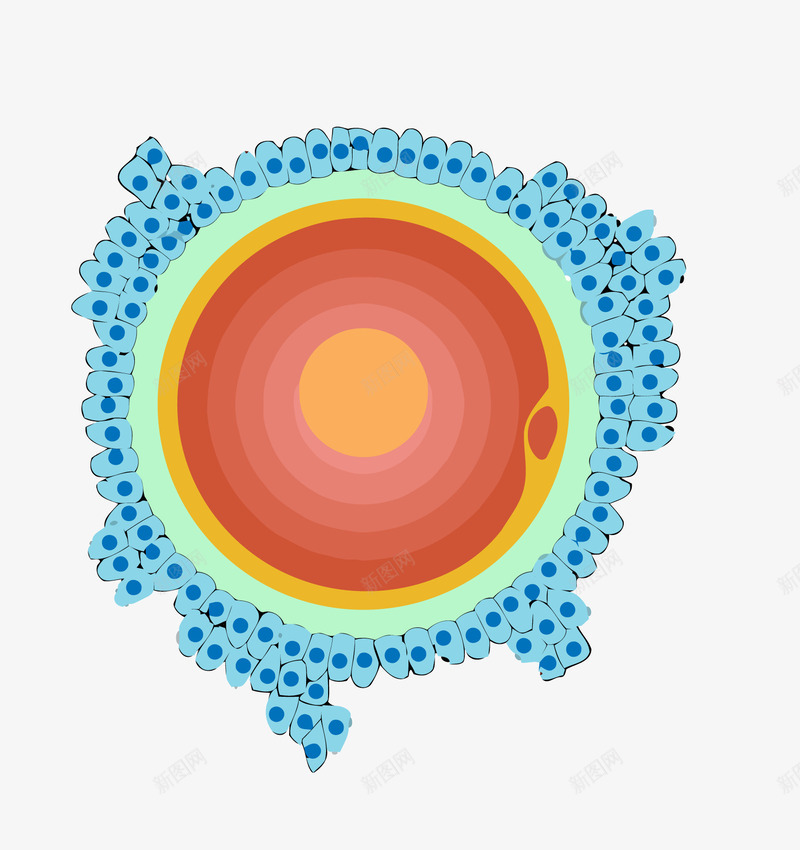 圆圈细胞png免抠素材_新图网 https://ixintu.com 干细胞 红心细胞 细胞 蓝边细胞