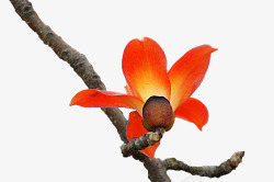 棕色枝条斜着枝条上一朵橘红色红棉花实拍高清图片