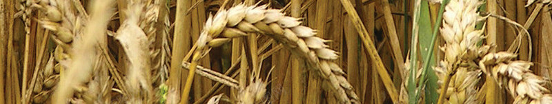 农业科技png免抠素材_新图网 https://ixintu.com 促销 农田 小麦 稻麦