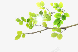 绿色树叶树枝手绘阳光素材