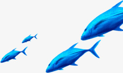 大白鲨鱼鱼大白鲨鱼热带鱼蓝色高清图片