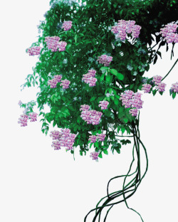 紫藤花绿色植物素材