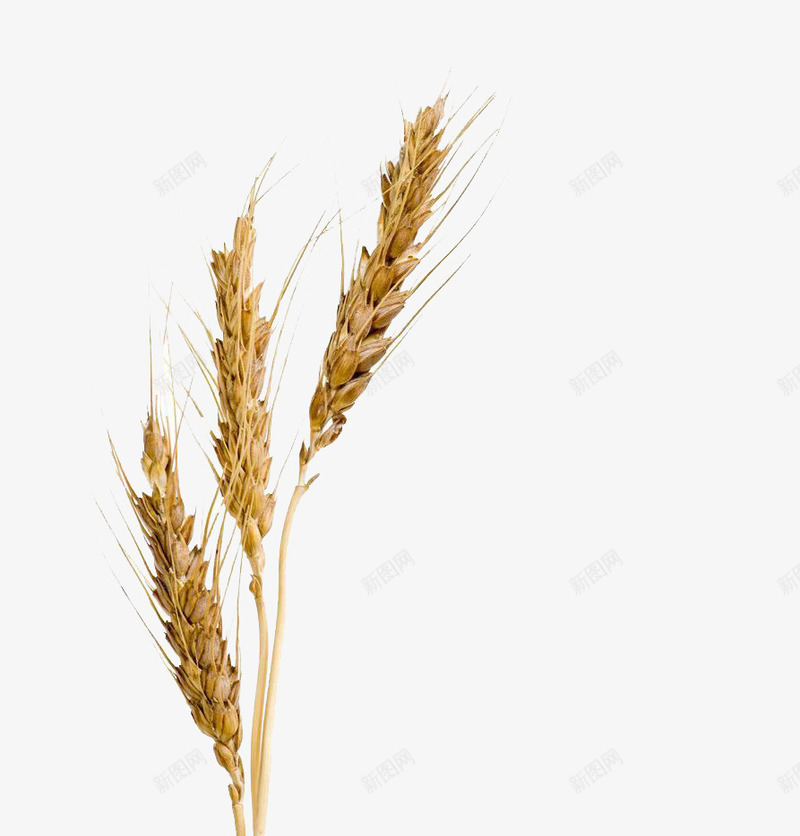 小麦穗子png免抠素材_新图网 https://ixintu.com 小麦 素材 设计 黄色