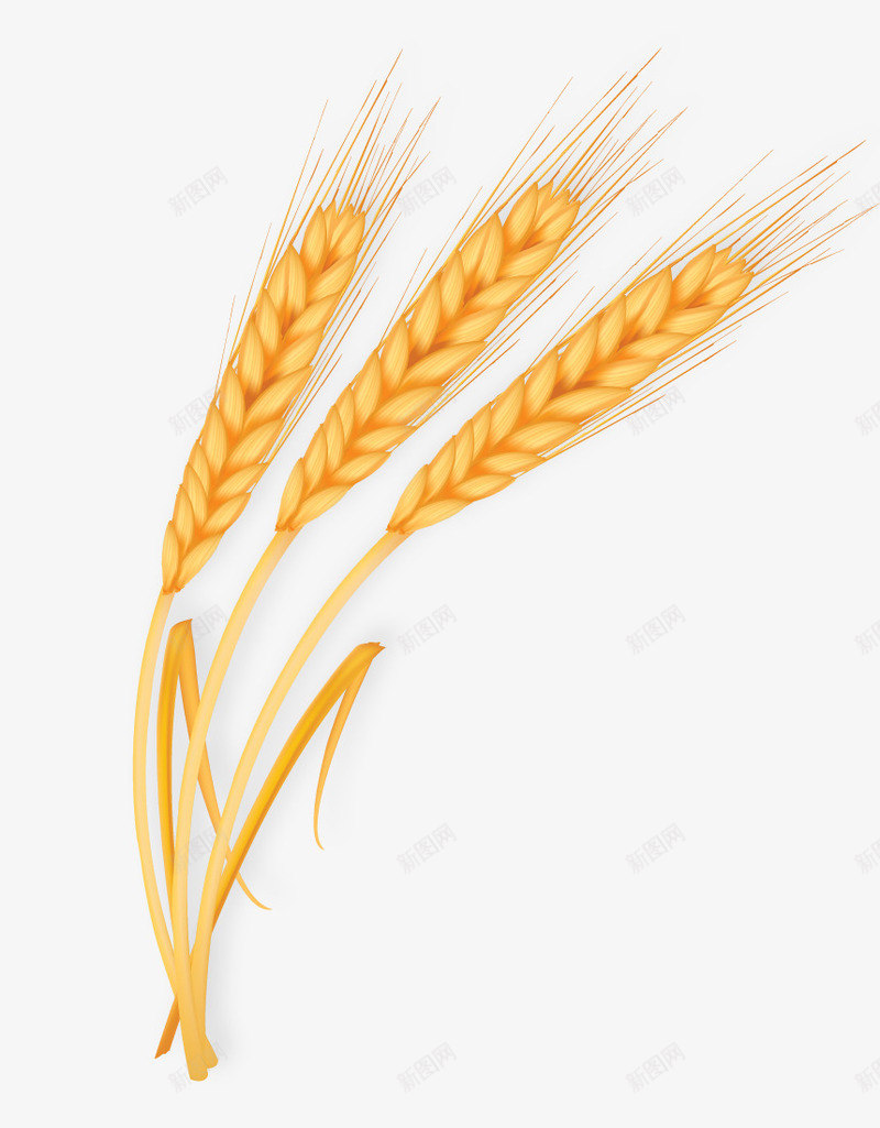 金色小麦麦子png免抠素材_新图网 https://ixintu.com 小麦 金色 麦子