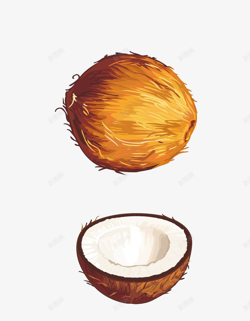 椰子psd免抠素材_新图网 https://ixintu.com 椰子 椰肉 热带水果 食物