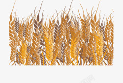 农家小麦小麦农家高清图片