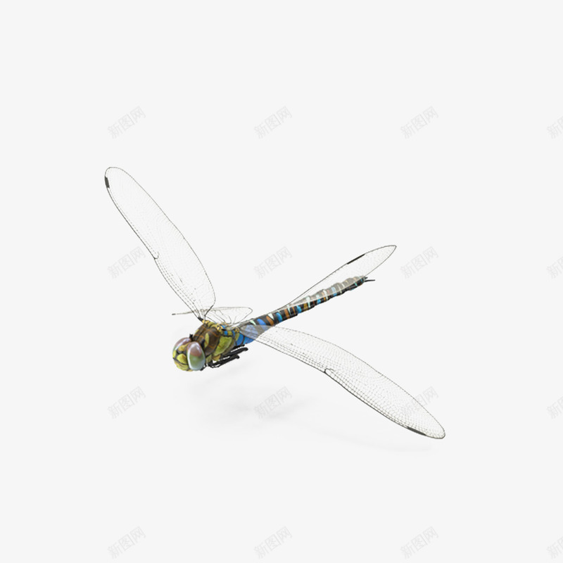 蓝色蜻蜓png免抠素材_新图网 https://ixintu.com 昆虫 生物 蓝色 蜻蜓