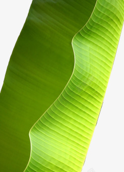 翠绿芭蕉树叶装饰素材