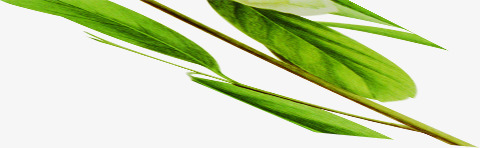 创意扁平风格绿色的竹叶造型png免抠素材_新图网 https://ixintu.com 创意 扁平 竹叶 绿色 造型 风格