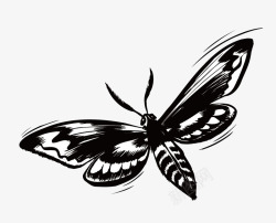 黑白蛾子素材手绘蛾子高清图片