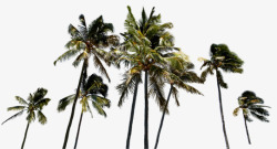 茂密的热带椰子树素材