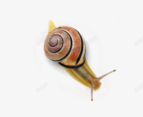 爬行的蜗牛png免抠素材_新图网 https://ixintu.com 一只蜗牛 昆虫 爬行的蜗牛 蜗牛