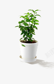 室内绿色植物装饰png免抠素材_新图网 https://ixintu.com 室内 绿色植物 装饰