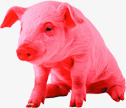 红色小猪图标png_新图网 https://ixintu.com 图标 红色