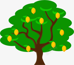 桔子树黄色果子高清图片