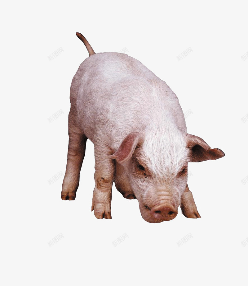可爱的小猪猪png免抠素材_新图网 https://ixintu.com 动物 家畜 小猪 猪猪 生物