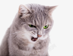 发脾气怒吼的猫咪高清图片