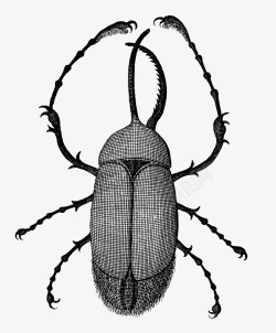 素描昆虫图片手绘卡通黑色昆虫写实高清图片