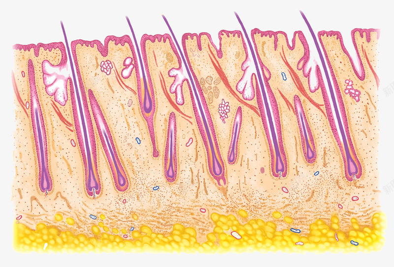 皮肤结构png免抠素材_新图网 https://ixintu.com 毛囊 汗腺 皮肤结构 细胞