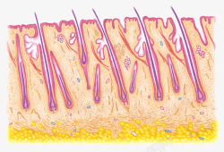 汗腺结构皮肤结构高清图片