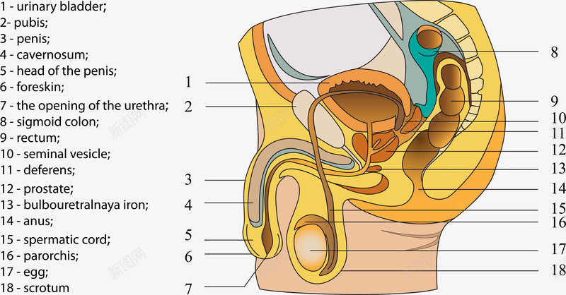 人体结构png免抠素材_新图网 https://ixintu.com 内脏结构 肚子 解剖图