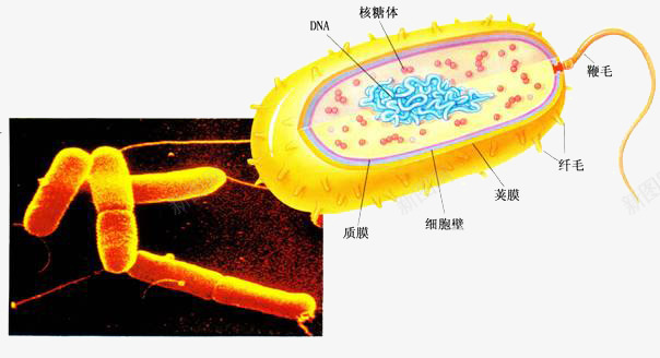 放大细菌png免抠素材_新图网 https://ixintu.com 放大倍数细菌 显微镜下的细菌 显微镜细胞 硝化细菌 细菌图片 细菌试验 超级细菌