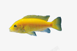 金黄色宠物鱼素材