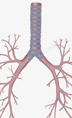 支气管肺部支气管树高清图片