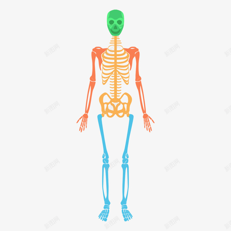 人体骨骼结构图png免抠素材_新图网 https://ixintu.com 人体 人体结构 人体骨骼 矢量骨骼