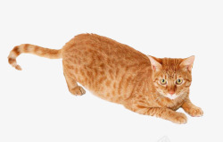 一只猫猫一只猫黄猫花猫动物高清图片