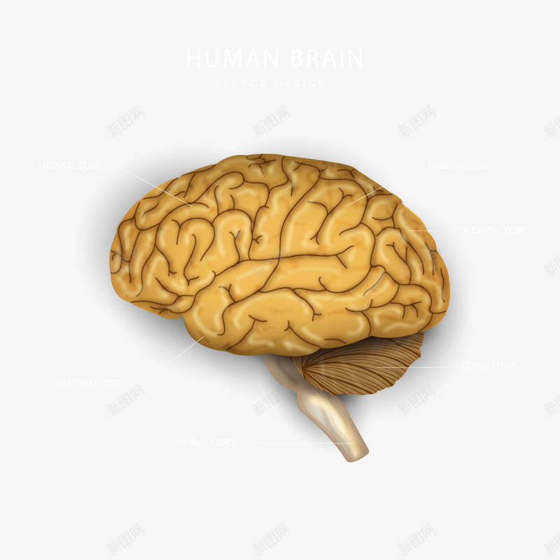 创意大脑结构png免抠素材_新图网 https://ixintu.com 创意素材 大脑 大脑结构 脑袋