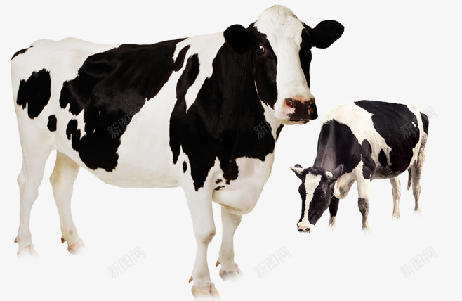 草原上的奶牛png免抠素材_新图网 https://ixintu.com 免费素材 放牧 牧业 牲畜 草原