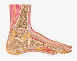脚部结构素材