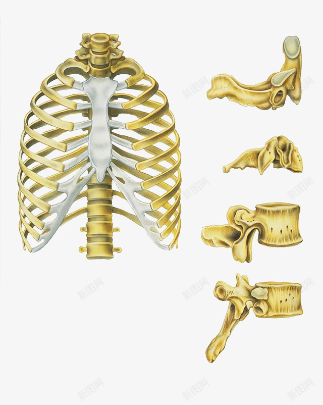 手绘骨骼细节结构psd免抠素材_新图网 https://ixintu.com 细节结构 肋骨 骨 骨头 骨质 骨骼 骨髓 黄色