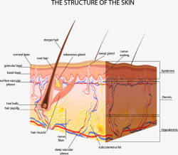 人体皮肤人体皮肤结构剖析图高清图片