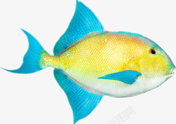 蓝色鱼鳍美丽的热带鱼高清图片