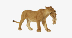 动物迁徙母狮子叼小狮子高清图片