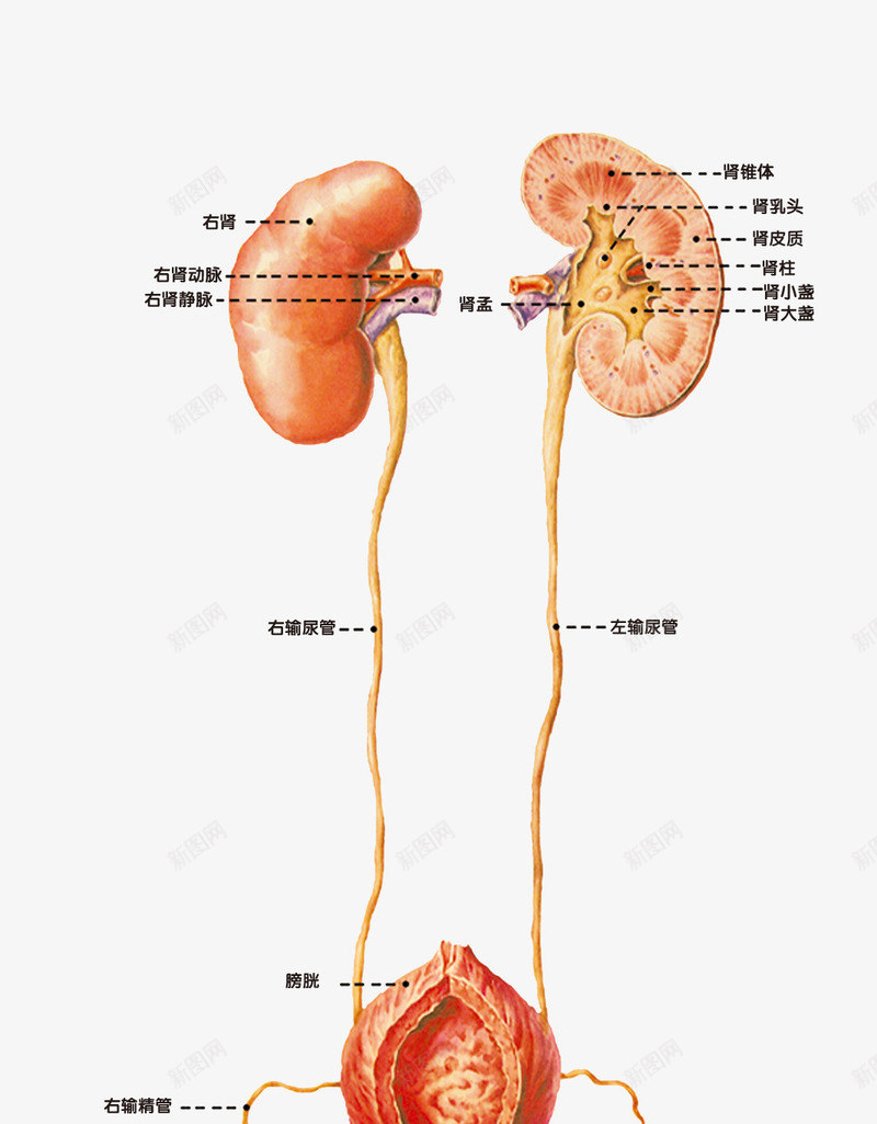 男性生殖器结构解剖图png免抠素材_新图网 https://ixintu.com 生殖器结构 男性 解剖图 身体结构图