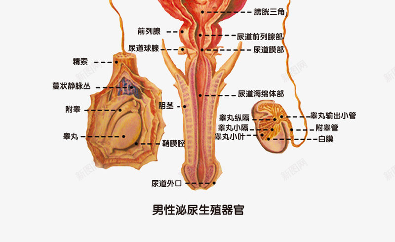 男性生殖器结构解剖图png免抠素材_新图网 https://ixintu.com 生殖器结构 男性 解剖图 身体结构图