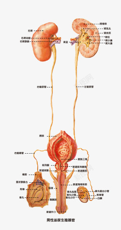 男性生殖器结构解剖图素材