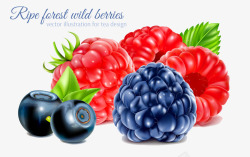 红树莓树莓高清图片