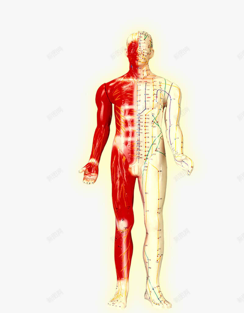 人体结构png免抠素材_新图网 https://ixintu.com 人体 人体工程学 分析 工程 结构