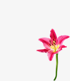 粉色温馨节日花朵素材