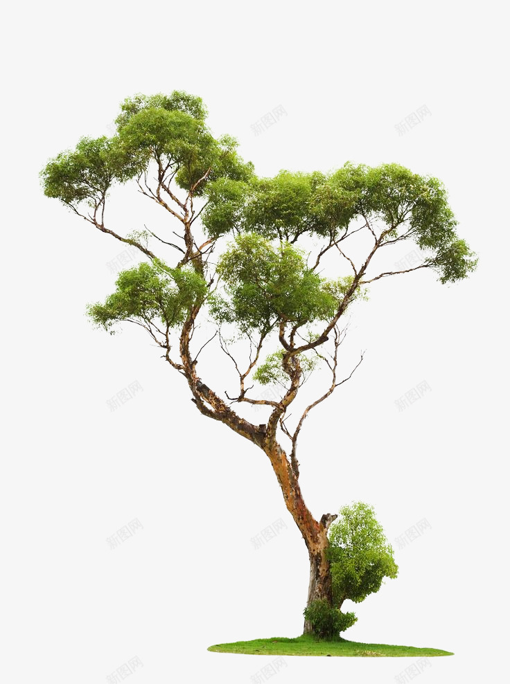 一棵常青松树png免抠素材_新图网 https://ixintu.com 常青 松树