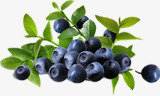 新鲜蓝莓水果植物png免抠素材_新图网 https://ixintu.com 新鲜 植物 水果