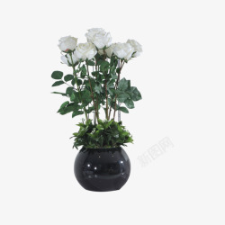 白色花瓶花朵与瓶高清图片