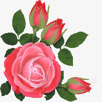 粉丝玫瑰花素材